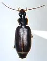 Dromius piceus - photo 3