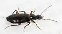 Dromius piceus - photo 4