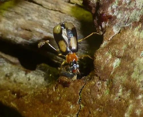 Dromius quadrimaculatus