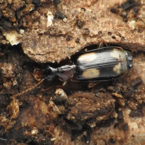 Dromius quadrimaculatus - photo 2