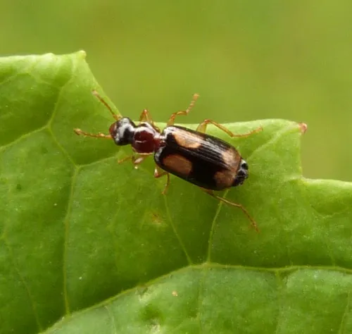 Dromius quadrimaculatus - photo 3