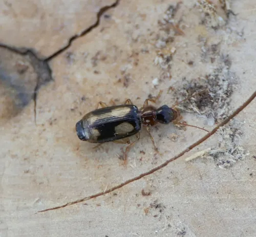 Dromius quadrimaculatus - photo 4