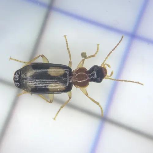 Dromius quadrimaculatus - photo 5