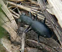 Loamy-ground Tiger Beetle