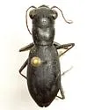 Loamy-ground Tiger Beetle - photo 2