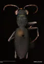 Loamy-ground Tiger Beetle - photo 3