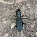 Loamy-ground Tiger Beetle - photo 4
