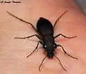 Loamy-ground Tiger Beetle - photo 5