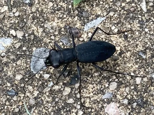 Cajun Tiger Beetle