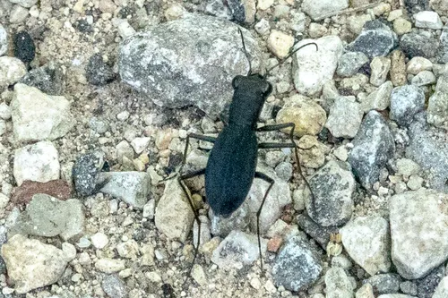 Cajun Tiger Beetle - photo 2