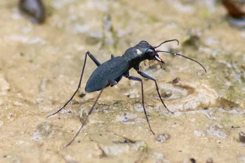 Cajun Tiger Beetle - photo 3