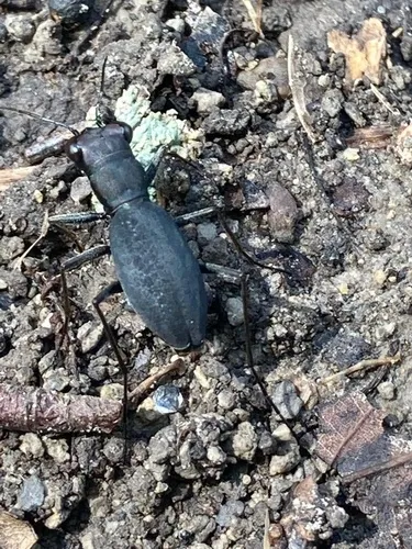 Cajun Tiger Beetle - photo 4