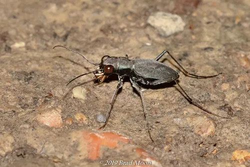 Cajun Tiger Beetle - photo 6