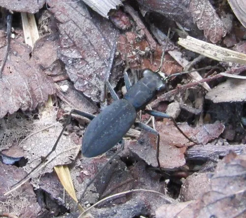 Cajun Tiger Beetle - photo 7