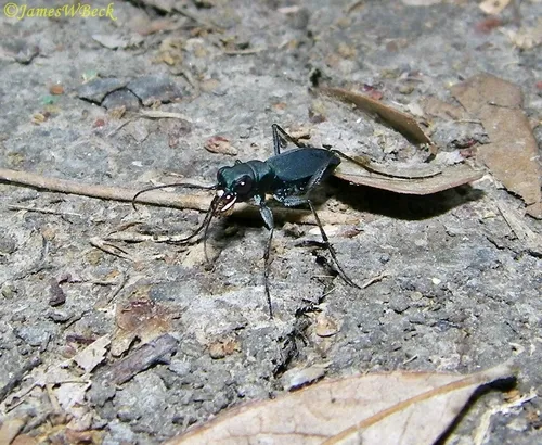 Cajun Tiger Beetle - photo 8