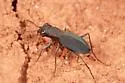 Frosted Dromo Tiger Beetle - Dromochorus pruininus