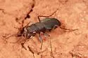 Frosted Dromo Tiger Beetle - photo 2