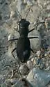 Frosted Dromo Tiger Beetle - photo 3