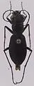 Frosted Dromo Tiger Beetle - photo 4