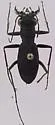 Frosted Dromo Tiger Beetle - photo 5