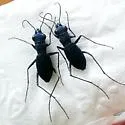 Velvet Tiger Beetle