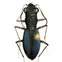 Velvet Tiger Beetle - photo 2