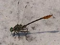 Southeastern Spinyleg