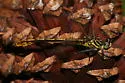 Southeastern Spinyleg - photo 2