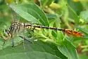 Southeastern Spinyleg - photo 3