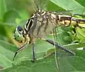 Southeastern Spinyleg - photo 4