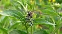Southeastern Spinyleg - photo 5