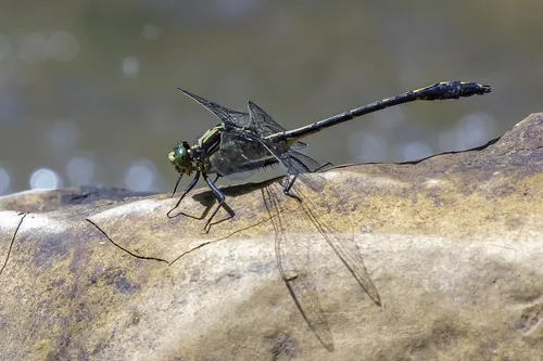 Black-shouldered Spinyleg