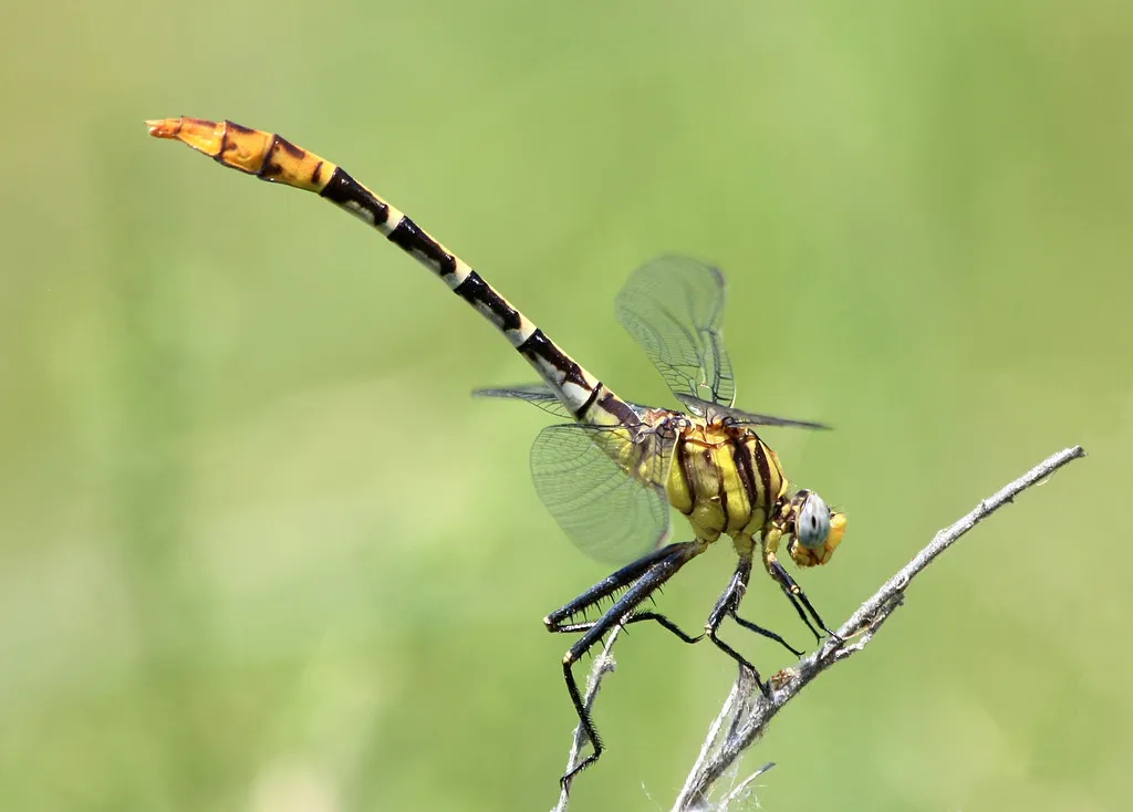 Flag-tailed Spinyleg - photo 3
