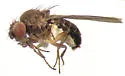 Drosophila affinis