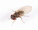 Drosophila algonquin
