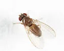 Drosophila athabasca