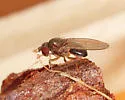 Drosophila athabasca - photo 2