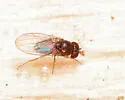 Drosophila athabasca - photo 3