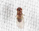 Drosophila athabasca - photo 4