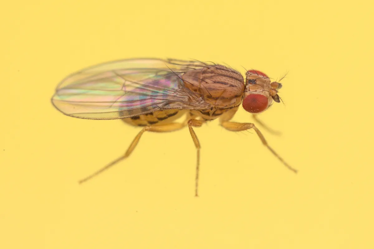 Drosophila (Dorsilopha) busckii