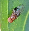 Drosophila (Drosophila) cardini