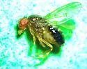 Drosophila (Drosophila) cardini - photo 2