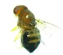 Drosophila (Drosophila) cardini - photo 3