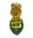 Drosophila (Drosophila) cardini - photo 4