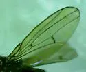 Drosophila (Drosophila) cardini - photo 5