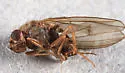 Drosophila (Drosophila) colorata