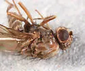 Drosophila (Drosophila) colorata - photo 2