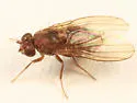 Drosophila (Drosophila) colorata - photo 3