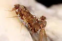 Drosophila (Drosophila) colorata - photo 4
