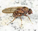 Drosophila (Drosophila) colorata - photo 5